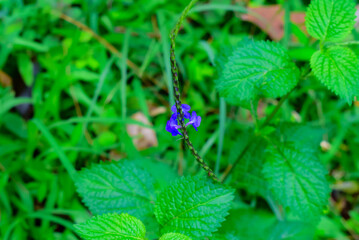 Purple Flower on Green Leaves in Natural Outdoor Setting