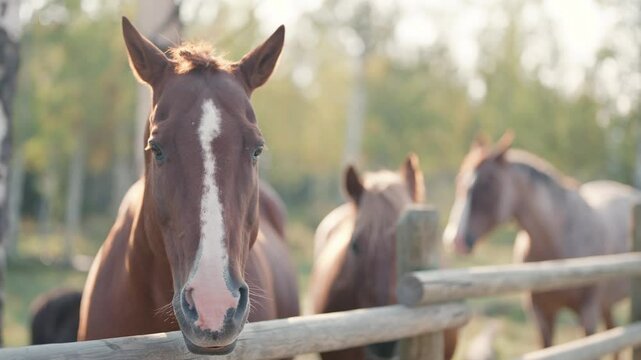 Close up shot of three horses at a ranch in Jackson, Wyoming. Steady shot filmed on a monopod in 4K.