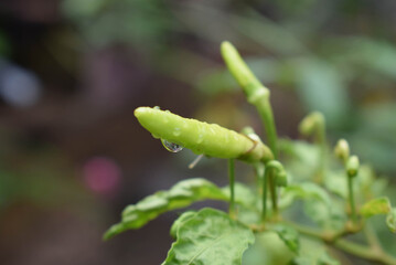 Close-Up of Green Chili Pepper with Dewdrops in a Natural Garden Setting