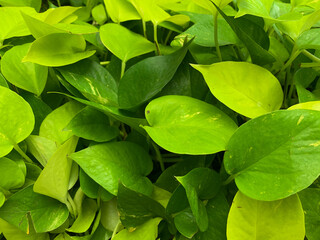 green leaves background