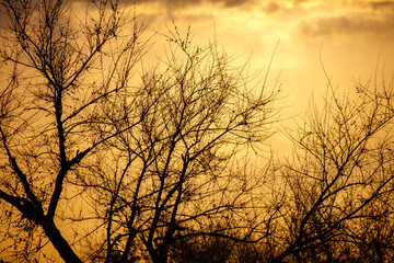 The trees are silhouetted against the sky, creating a sense of depth