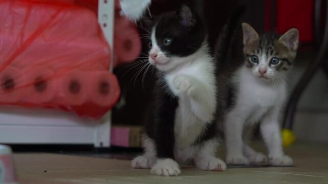Close up shot of two playful kittens curiously explore and interact with a teaser wand with their paws.