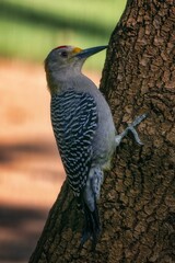 Close-up shot of a Golden-fronted woodpecker on a tree trunk in natural light.
