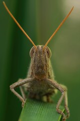 Close-up of a grasshopper perched on a leaf showcasing intricate details of its antennae and eyes.