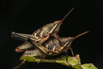 Close-up of two grasshoppers mating on a leaf against a dark background.