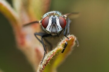 Macro shot of a housefly perched on a leaf, featuring intricate details of its eyes and body.
