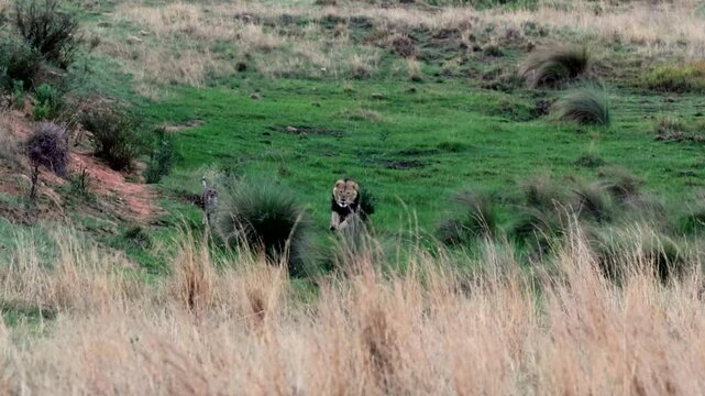 Intimidating male lion runs toward and chasing two cheetahs off their kill