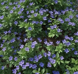 Obraz premium Spreading habit with silvery-green foliage and small blue-purple flowers , Lallemantia royleana, Silvery Green