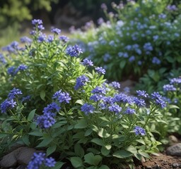 Fototapeta premium Spreading habit with silvery-green foliage and small blue-purple flowers , Low Growing, Small Flowers, Evergreen