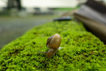 snail on the grass