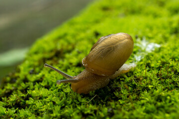 snail on a green leaf