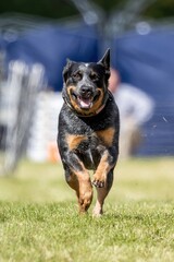 Australian Cattle Dog Blue Heeler Running Lure Course Sprint Dog Sport