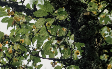 Apple tree in city center