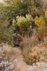 A serene dirt trail winding through desert shrubs and wild vegetation