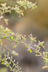 A bee perched on a flowering desert branch in soft golden light