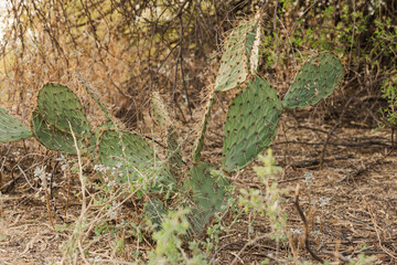 Prickly pear cactus with spiny pads in a dry desert habitat