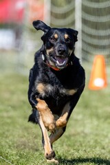 Black and Tan Mixed Breed Dog Running Lure Course Sprint Dog Sport