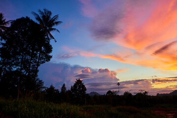 Silhouette of dramatic sky in forest during sunset