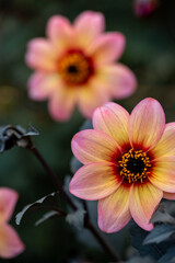 Peach-colored garden dahlias with dark foliage in soft natural light