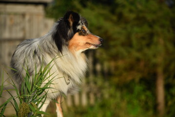 A sheltie dog with a collar is sitting in the grass