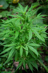 Green marijuana (cannabis) plant grown in outdoors garden