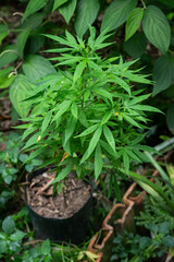 Green marijuana (cannabis) plant grown in outdoors garden