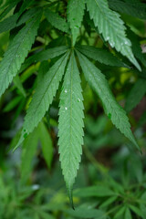 Green marijuana (cannabis) plant leaf detail grown in outdoors garden