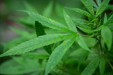 Green marijuana (cannabis) plant leaf detail grown in outdoors garden