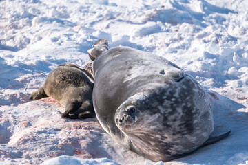 Weddell Seal pup, newborn Weddell seal, Antarctica (Leptonychote