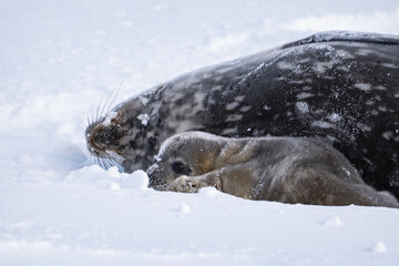 Obraz premium Weddell Seal pup, newborn Weddell seal, Antarctica (Leptonychote