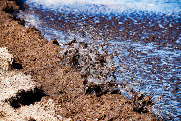 Seaweed piled up on the beach of les marines in Denia