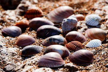 Shells on the beach of les Marines in Denia