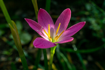 pink and yellow flower