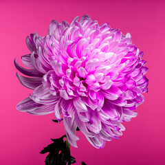 Pink Chrysanthemum on pink Background