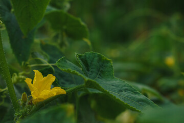 Blooming cucumbers, growing organic vegetables, selective focus
