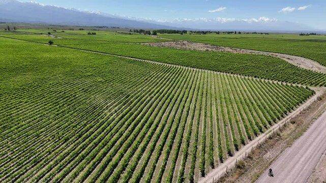 aerial view of malbec vineyards in mendoza argentina