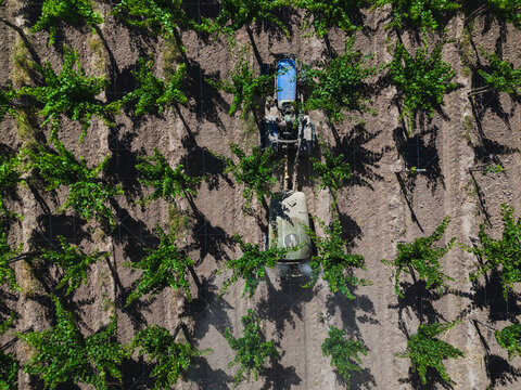 tractor fumigating vineyards in Argentina