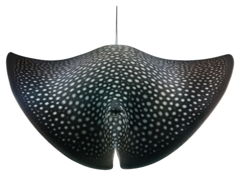 PNG Hanging spotted pattern animal. - Powered by Adobe
