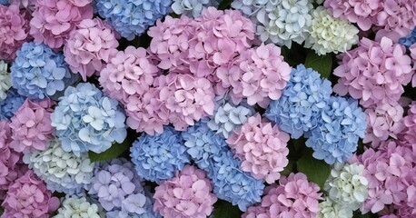 Flat Lay of Blue White Pink Hydrangea Flowers on Hortensia Flower Background , flower flat lay, blue white pink hydrangeas, fresh cut flowers