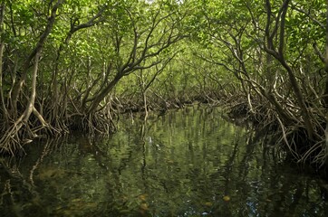 Tranquil Mangrove Forest Waterway Canopy Reflections