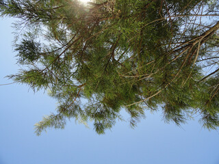 Eine Blattlose Tamariske am Strand von Kos im hellen Sonnenschein