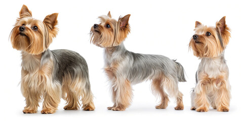 Yorkshire Terriers in Various Views