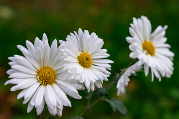 Fototapeta premium Three white daisies blooming in a garden during sunny spring afternoon