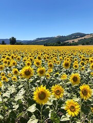 Naklejka premium A vibrant yellow sunflower field stretches endlessly beneath a clear blue sky, with flowers swaying gracefully in the breeze against a stunning natural backdrop.