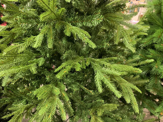 Plain Christmas pine tree without ornaments close up shot