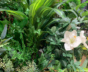 Obraz premium white flowers and different kinds of plants in the garden