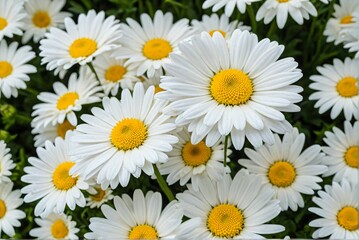 Fototapeta premium A Field of White Daisies Basking in the Sunlight