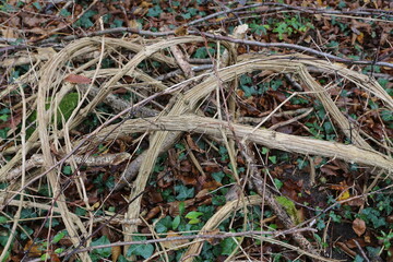 Chèvrefeuille des bois plante grimpante en forêt