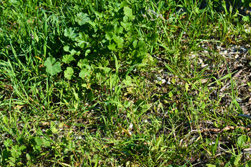 Grass and weeds growing on the ground. Grunge and rough surface. Nature survivor, Never give up and hope concept.