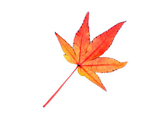 紅葉素材